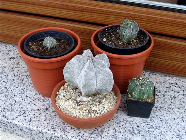 Astrophytum